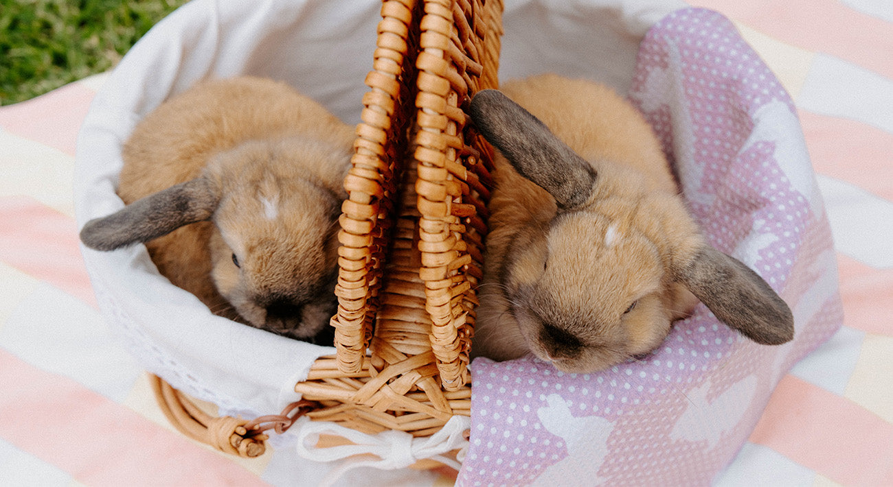 A close-up of a kitten in a wicker basket, partially covered with a pink and white polka dot blanket featuring a white silhouette of a rabbit.