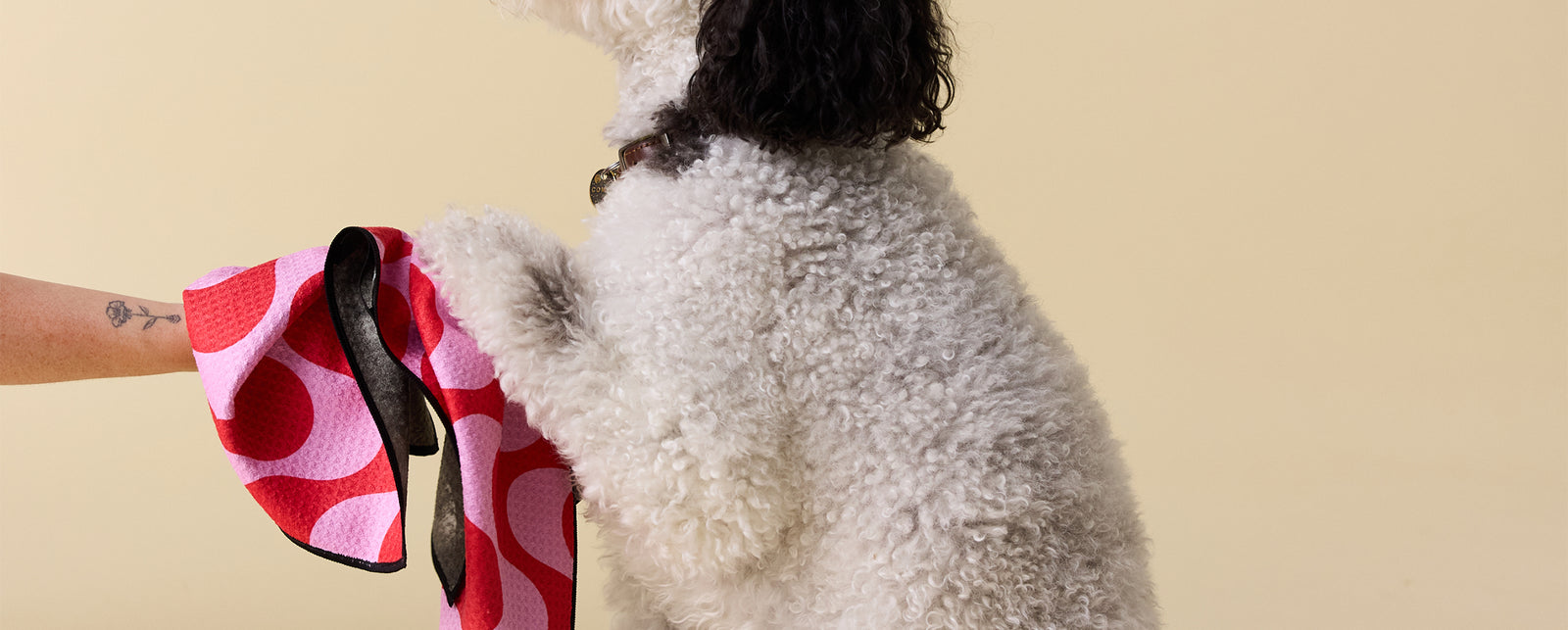 A curly white dog with black ears stands on its hind legs, placing its front paws on a persons arm. The person holds a red and pink towel. The background is a plain, light beige color.