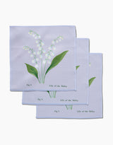 May Lilly Of The Valley