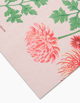 November Chrysanthemum