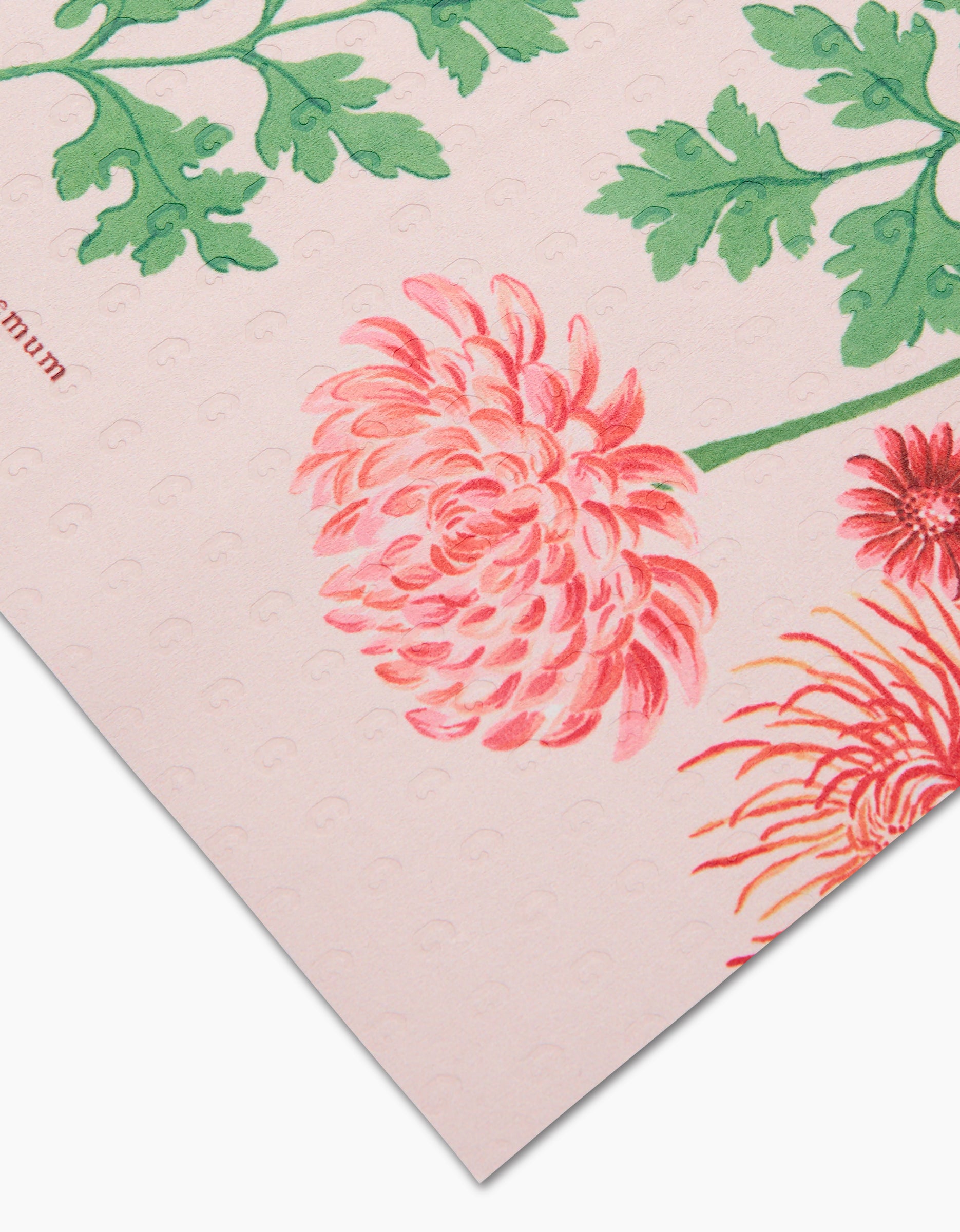November Chrysanthemum