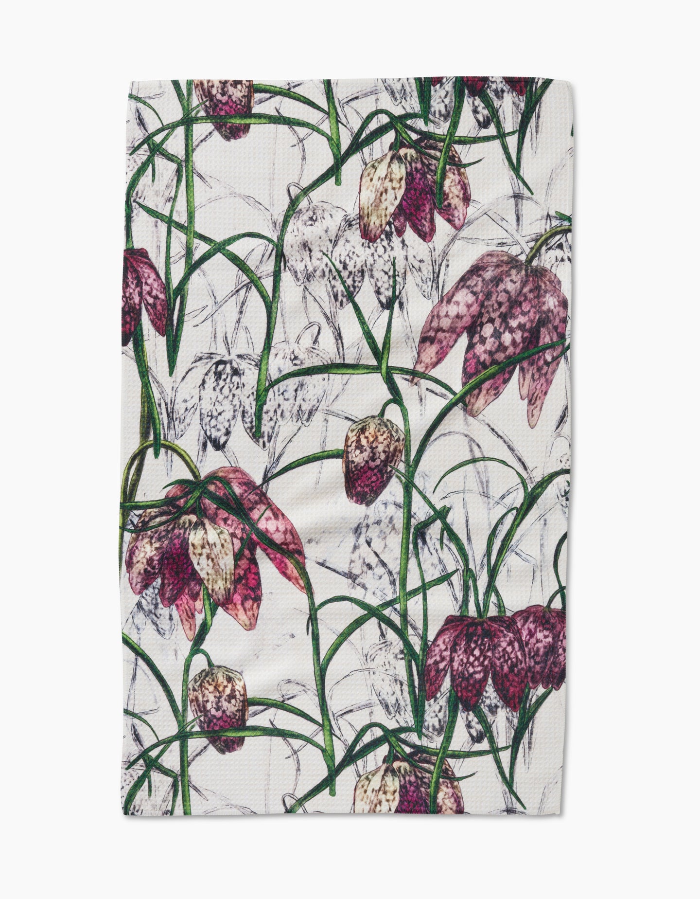 Fritillaria