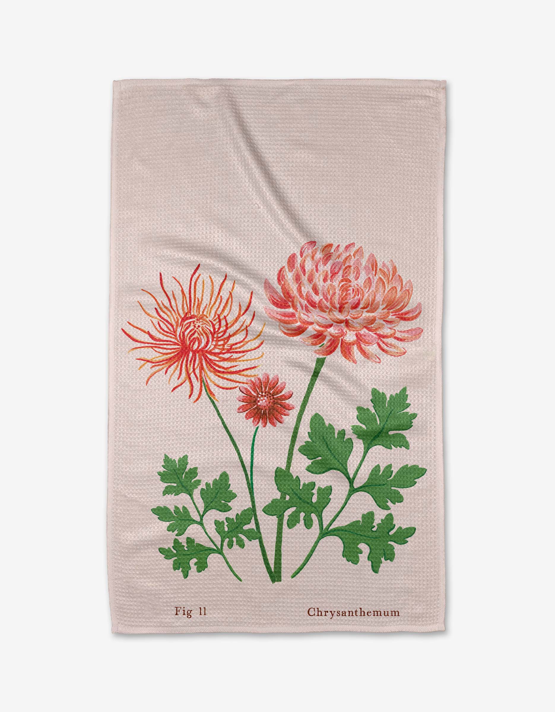 November Chrysanthemum